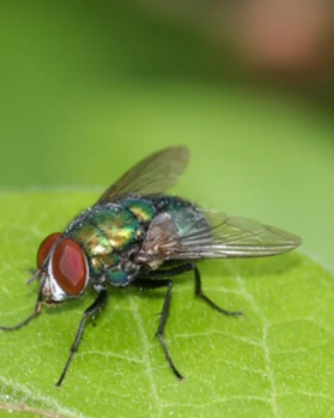 Lalat Hijau