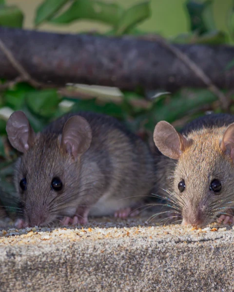 Tikus Atap